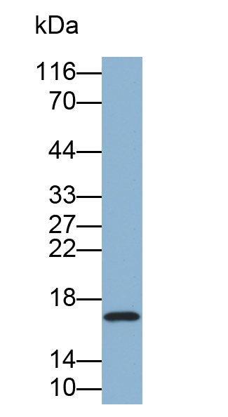 Biotin-Linked Polyclonal Antibody to Cluster of Differentiation 59 (CD59)