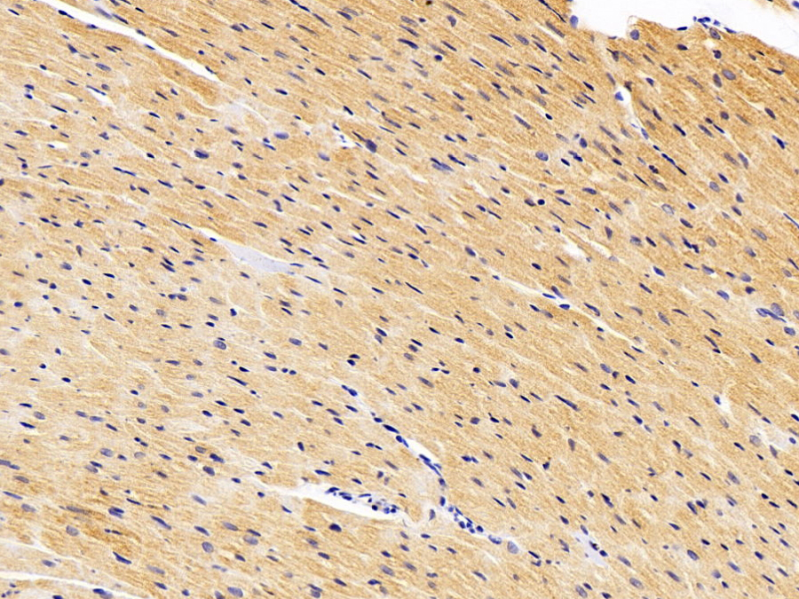 Biotin-Linked Polyclonal Antibody to Lactate Dehydrogenase A (LDHA)