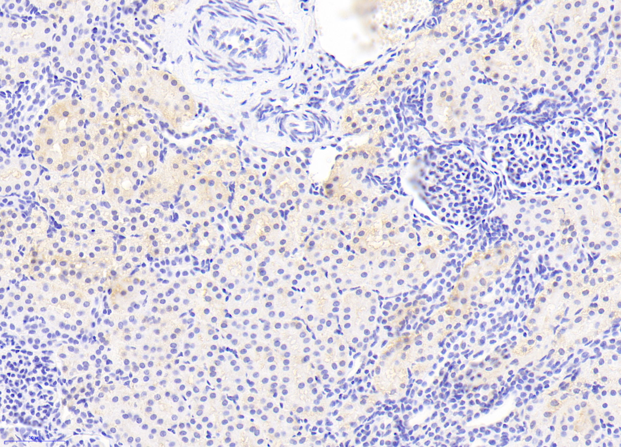 Biotin-Linked Polyclonal Antibody to Defensin Beta 1 (DEFb1)