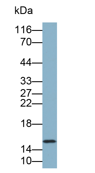 Biotin-Linked Polyclonal Antibody to Hemoglobin (HB)