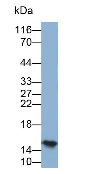 Biotin-Linked Polyclonal Antibody to Hemoglobin (HB)