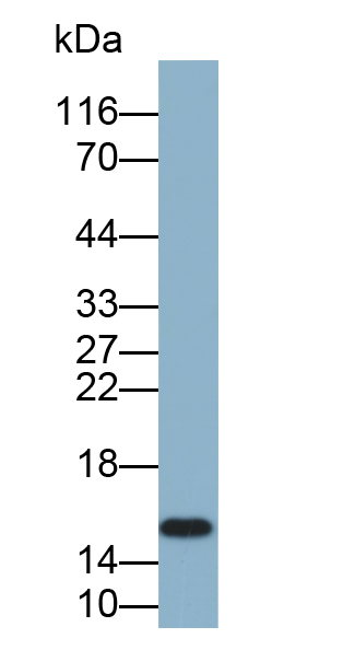 Biotin-Linked Polyclonal Antibody to Hemoglobin (HB)