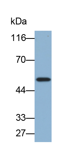 Biotin-Linked Polyclonal Antibody to Enolase 3 (ENO3)