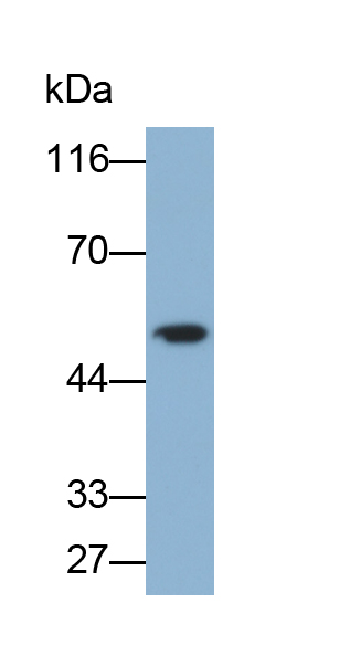 Biotin-Linked Polyclonal Antibody to Enolase 1 (ENO1)