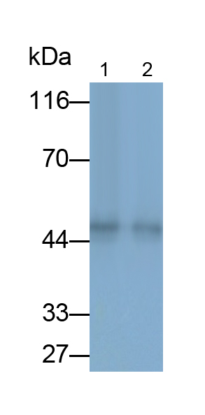 Biotin-Linked Polyclonal Antibody to Ovalbumin (OVA)