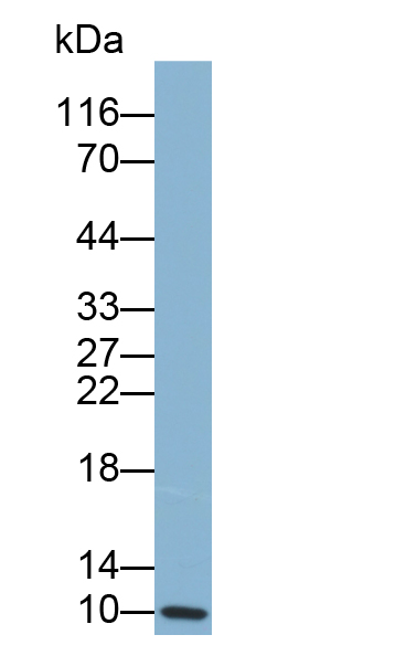 Biotin-Linked Polyclonal Antibody to Matrix Gla Protein (MGP)