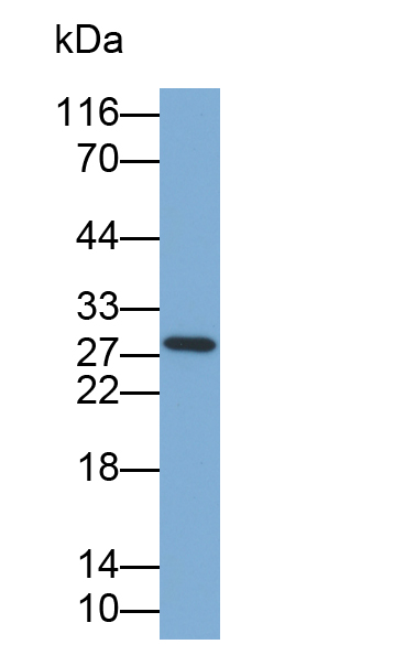 Biotin-Linked Polyclonal Antibody to Mannose Binding Lectin (MBL)