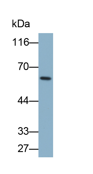 Biotin-Linked Polyclonal Antibody to Lumican (LUM)