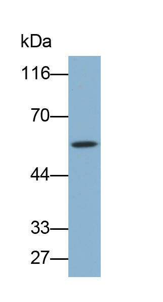 Biotin-Linked Polyclonal Antibody to Tumor Necrosis Factor Receptor 1 (TNFR1)