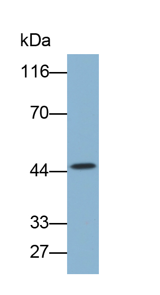 Biotin-Linked Polyclonal Antibody to Indoleamine-2,3-Dioxygenase (IDO)