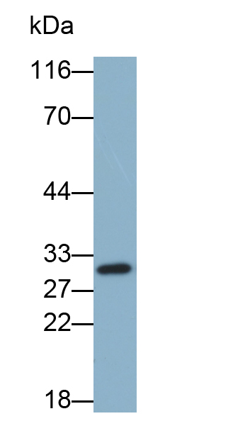 Biotin-Linked Polyclonal Antibody to Lymphotoxin Beta (LTb)