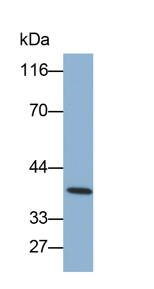 Biotin-Linked Polyclonal Antibody to Cluster Of Differentiation 2 (CD2)