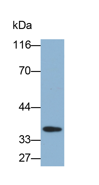 Biotin-Linked Polyclonal Antibody to Cluster Of Differentiation 23 (CD23)