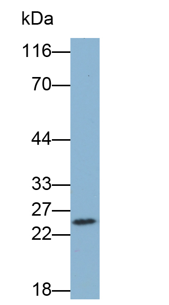 Biotin-Linked Polyclonal Antibody to Caspase 1 (CASP1)