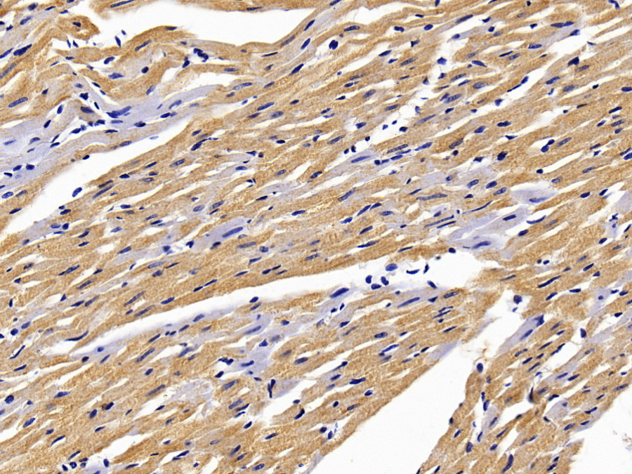 Biotin-Linked Polyclonal Antibody to Suppressors Of Cytokine Signaling 3 (SOCS3)