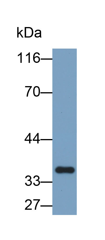 Biotin-Linked Polyclonal Antibody to Lactate Dehydrogenase B (LDHB)