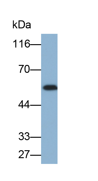 Biotin-Linked Polyclonal Antibody to Fascin (FSCN)