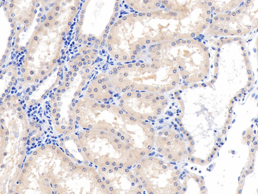 Biotin-Linked Polyclonal Antibody to Inhibin Beta B (INHbB)