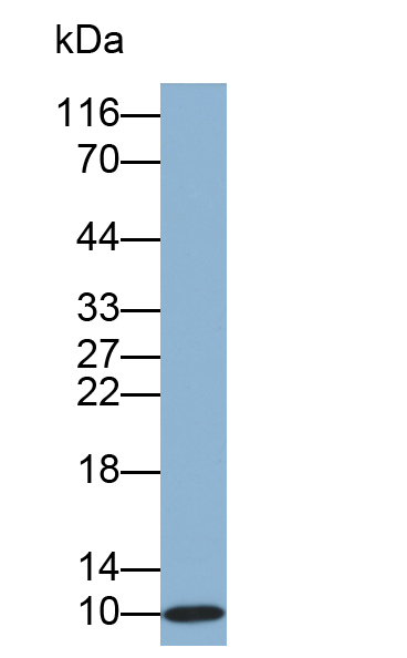 Biotin-Linked Polyclonal Antibody to S100 Calcium Binding Protein A6 (S100A6)