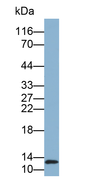 Biotin-Linked Polyclonal Antibody to S100 Calcium Binding Protein A9 (S100A9)