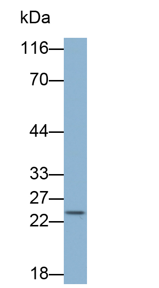 Biotin-Linked Polyclonal Antibody to Cluster Of Differentiation 3d (CD3d)