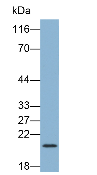 Biotin-Linked Polyclonal Antibody to Cluster Of Differentiation 3d (CD3d)