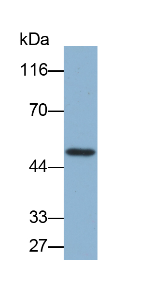 Biotin-Linked Polyclonal Antibody to Coagulation Factor VII (F7)