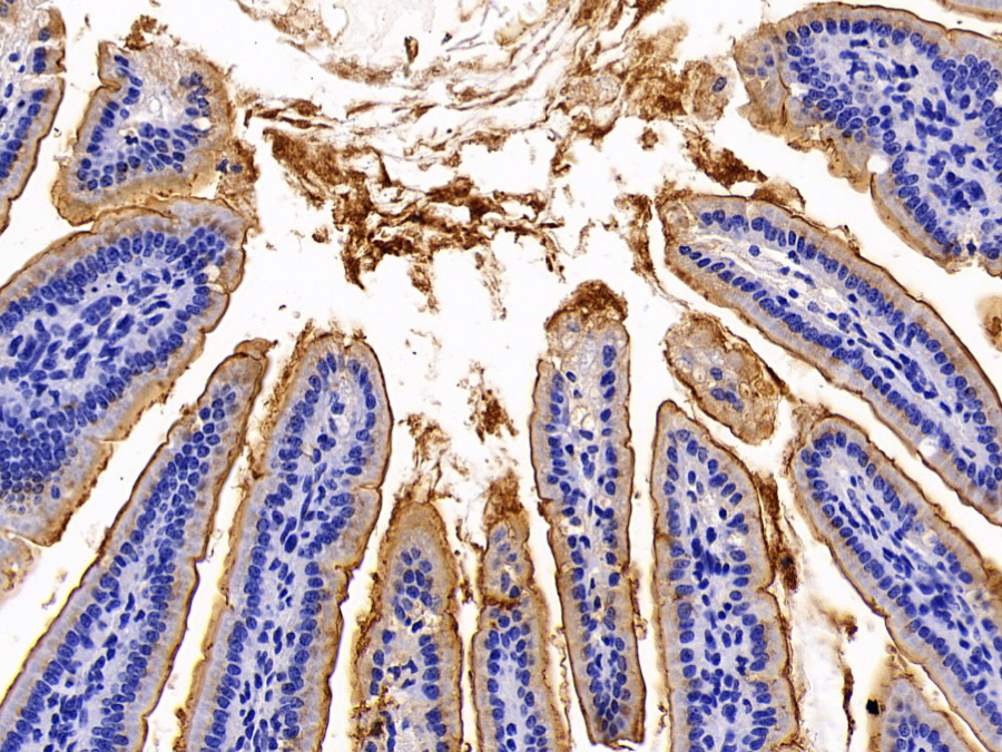 Biotin-Linked Polyclonal Antibody to Angiotensin I Converting Enzyme 2 (ACE2)