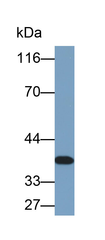 Biotin-Linked Polyclonal Antibody to Glycoprotein VI (GP6)