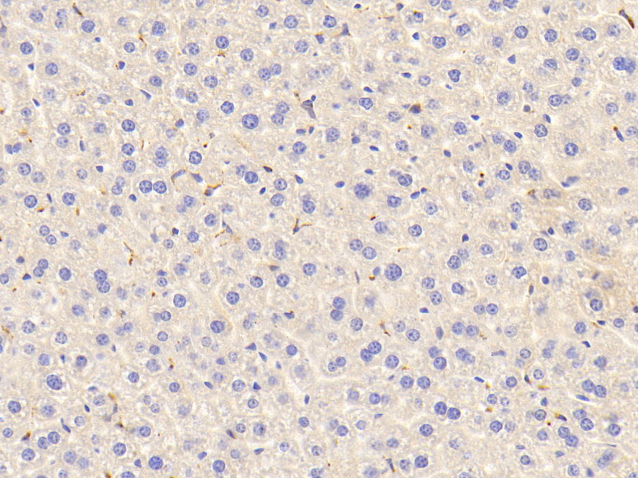 Biotin-Linked Polyclonal Antibody to Cathepsin S (CTSS)