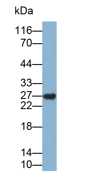 Biotin-Linked Polyclonal Antibody to Glutathione S Transferase Alpha 5 (GSTa5)