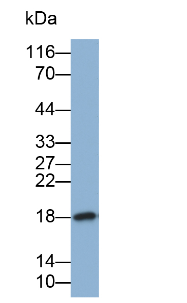 Biotin-Linked Polyclonal Antibody to Superoxide Dismutase 1 (SOD1)