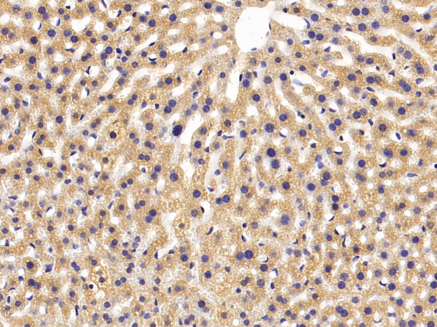 Biotin-Linked Polyclonal Antibody to Apolipoprotein A4 (APOA4)