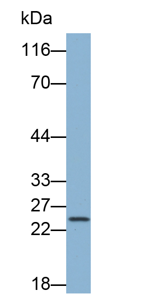 Biotin-Linked Polyclonal Antibody to Interleukin 33 (IL33)