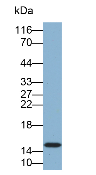 Biotin-Linked Polyclonal Antibody to Fatty Acid Binding Protein 5 (FABP5)