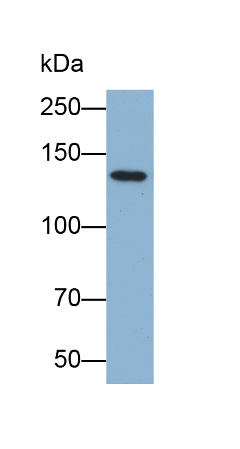 Biotin-Linked Polyclonal Antibody to Protein Kinase N2 (PKN2)