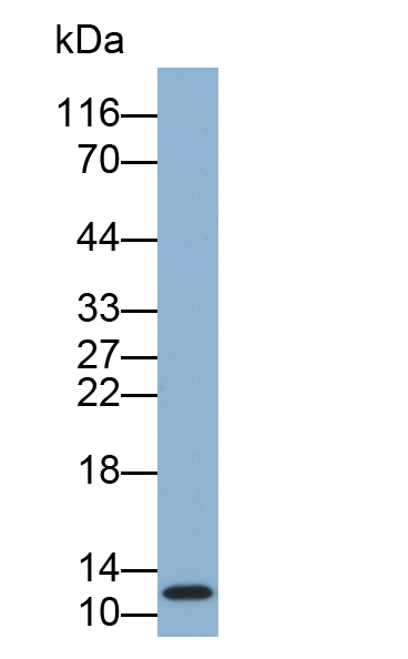 Biotin-Linked Polyclonal Antibody to S100 Calcium Binding Protein A4 (S100A4)