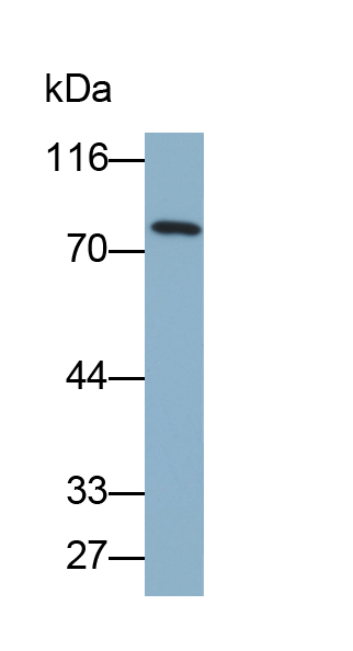 Biotin-Linked Monoclonal Antibody to Transferrin (TF)