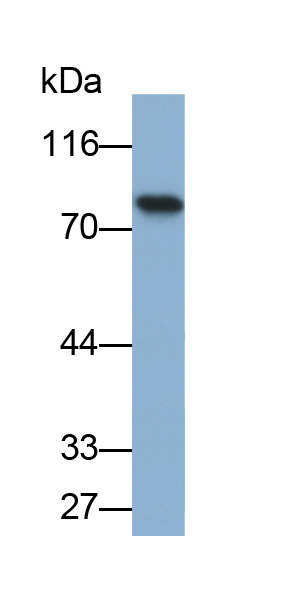 Biotin-Linked Polyclonal Antibody to Transferrin (TF)