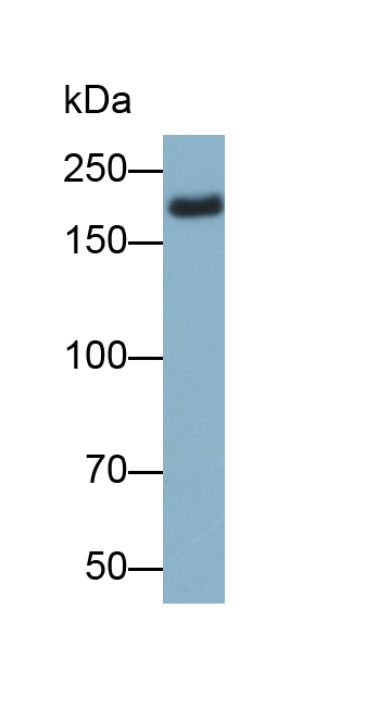 Biotin-Linked Polyclonal Antibody to Laminin Beta 2 (LAMb2)