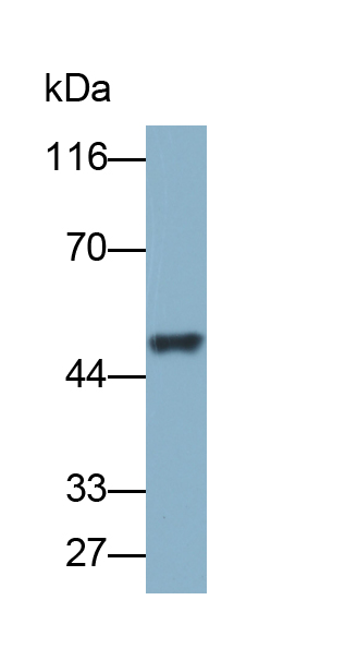 Biotin-Linked Polyclonal Antibody to Bone Morphogenetic Protein 5 (BMP5)