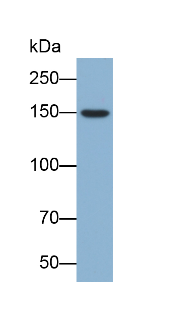 Biotin-Linked Polyclonal Antibody to Collagen Type XVIII (COL18)