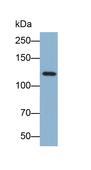 Biotin-Linked Polyclonal Antibody to Collagen Type VI Alpha 1 (COL6a1)