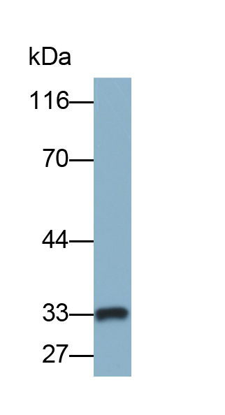 Biotin-Linked Polyclonal Antibody to HLA Class II Histocompatibility Antigen, DR Alpha Chain (HLA-DRA)