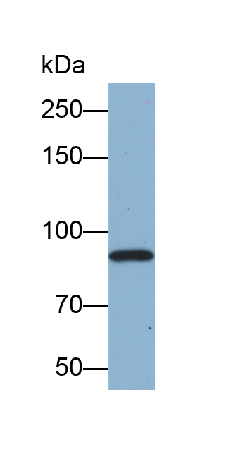 Biotin-Linked Polyclonal Antibody to Afamin (AFM)