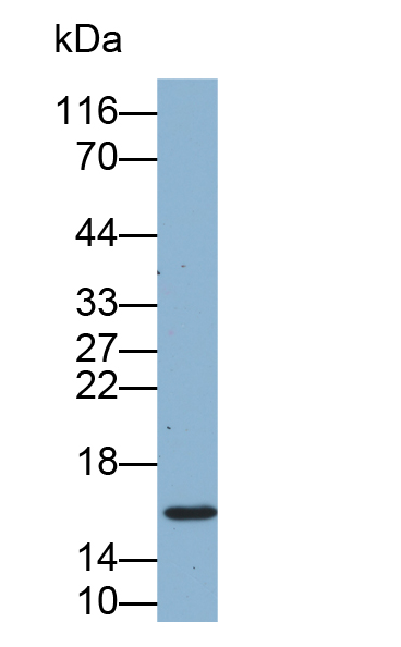 Biotin-Linked Polyclonal Antibody to Allograft inflammatory factor 1 (AIF1)