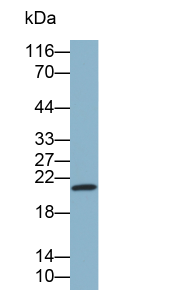 Biotin-Linked Polyclonal Antibody to Apolipoprotein M (APOM)