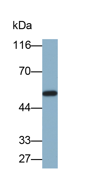 Biotin-Linked Polyclonal Antibody to Fibrinogen Gamma (FGg)