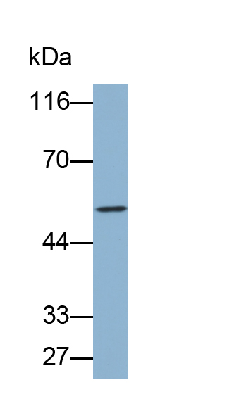 Biotin-Linked Polyclonal Antibody to Fibrinogen Gamma (FGg)