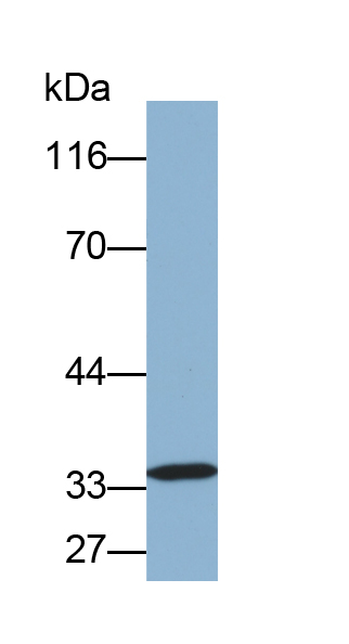 Biotin-Linked Polyclonal Antibody to Osteoglycin (OGN)